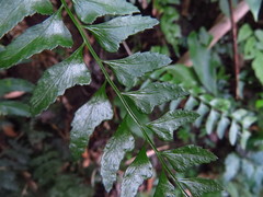 Polystichum formosanum