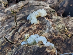 Exidia thuretiana