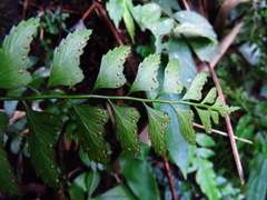 Polystichum formosanum