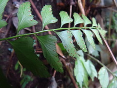 Polystichum formosanum