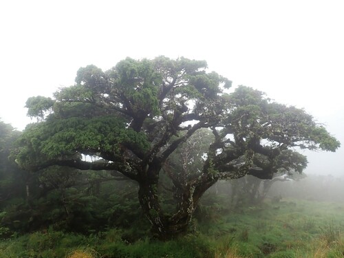 Azores juniper