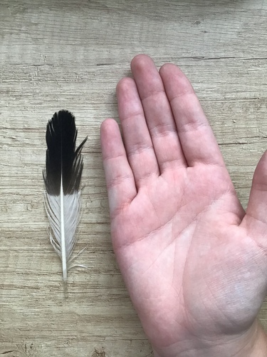 Plume de Huîtrier pie