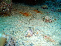 Corythoichthys flavofasciatus