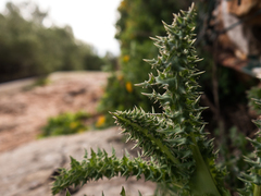 Sonchus asper glaucescens