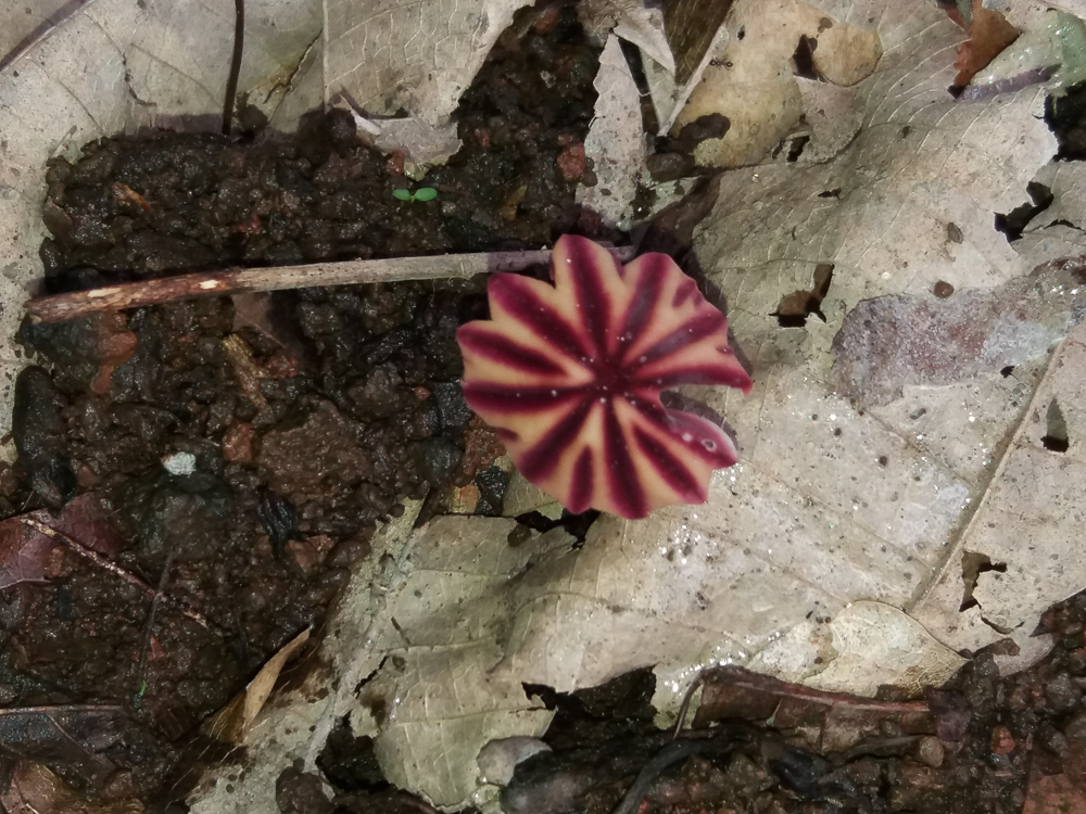 Marasmius tageticolor