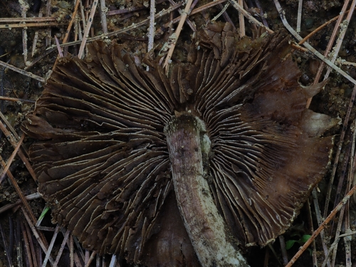 Inocybe (Photo 5 of 9)