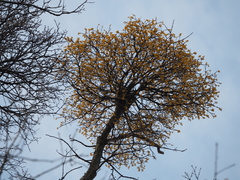 Loranthus europaeus