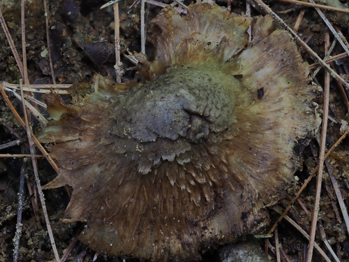 Inocybe (Photo 6 of 9)