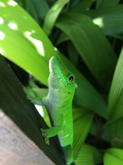 Phelsuma grandis
