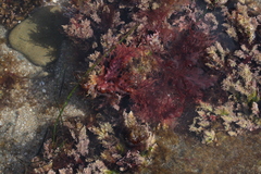 Corallina pinnatifolia