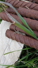 Tarentola mauritanica