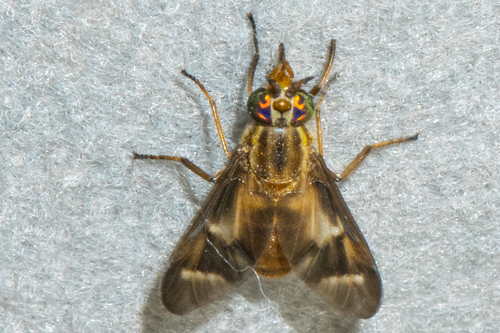 Brown Deer Fly