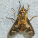 Chrysops brunneus - Photo (c) Peggy Romfh, algunos derechos reservados (CC BY-NC), subido por Peggy Romfh