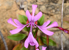 Clarkia concinna