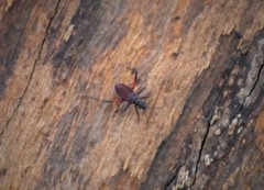 Microtomus purcis