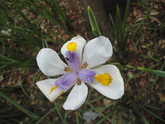 Dietes grandiflora