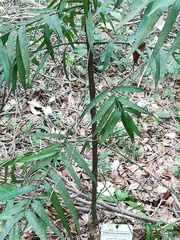 Podocarpus guatemalensis