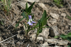 Viola accrescens