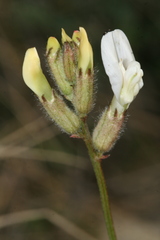 Astragalus zingeri