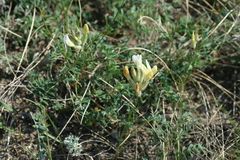 Astragalus zingeri