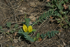 Astragalus wolgensis