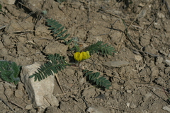 Astragalus wolgensis