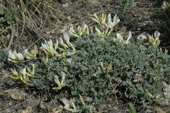 Astragalus helmii