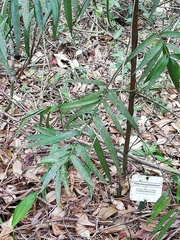 Podocarpus guatemalensis