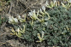 Astragalus helmii