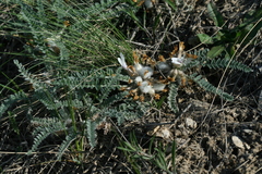 Astragalus testiculatus