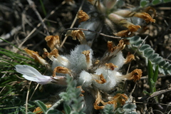 Astragalus testiculatus