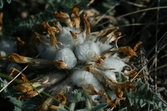 Astragalus testiculatus