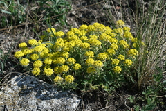 Alyssum lenense
