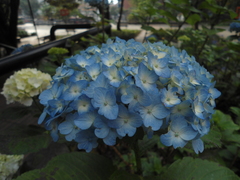 Hydrangea macrophylla
