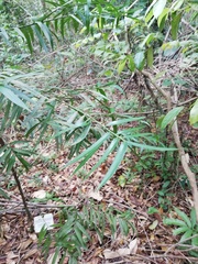 Podocarpus guatemalensis