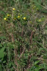 Potentilla longipes
