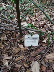 Podocarpus guatemalensis