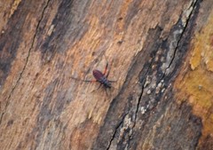 Microtomus purcis