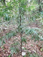 Podocarpus guatemalensis