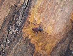 Microtomus purcis