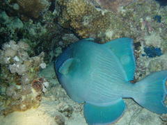 Pseudobalistes fuscus