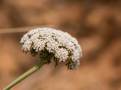 Daucus carota gummifer