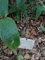 Stromanthe macrochlamys