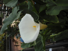 Zantedeschia aethiopica