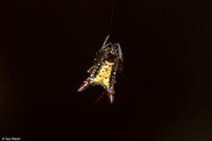 Micrathena plana