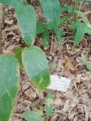 Stromanthe macrochlamys