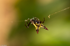 Micrathena plana