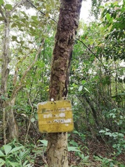 Casearia sylvestris