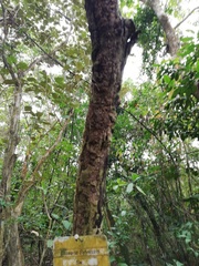 Casearia sylvestris