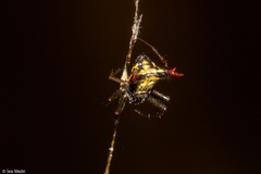 Micrathena plana